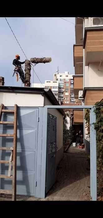 Рязане на опасни дървета и редукция на корони