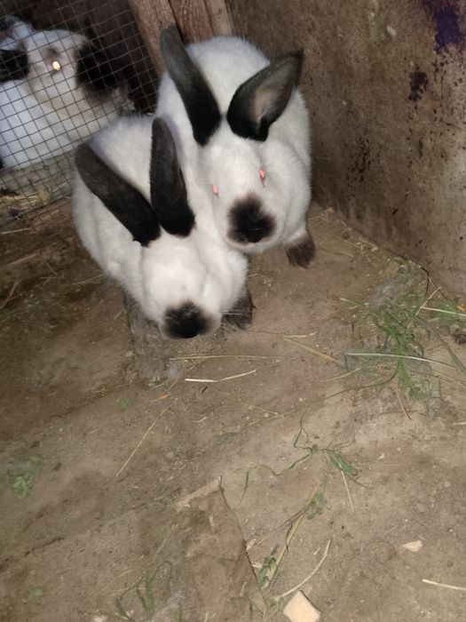 Калифорнийа куйонлар сотилади kaliforniya zotli quyon sotiladi