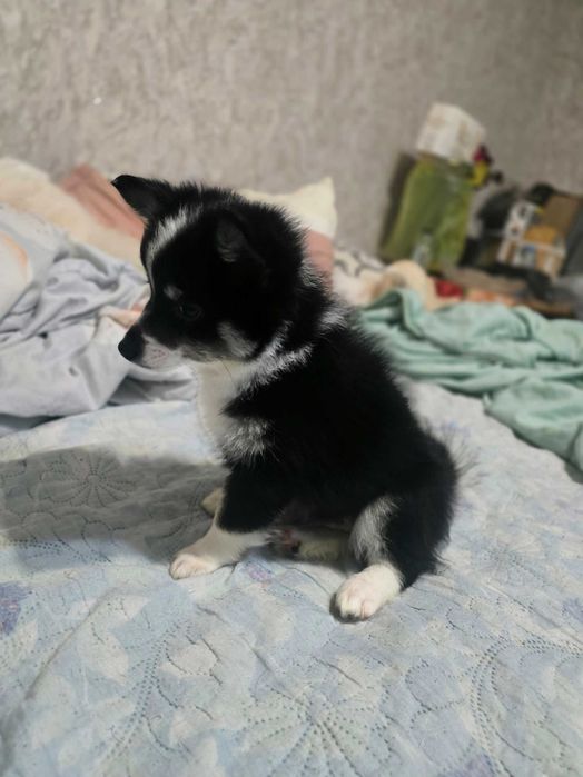 Кученца МиниШпиц