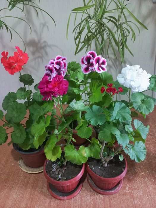 Продам комнатные цветы