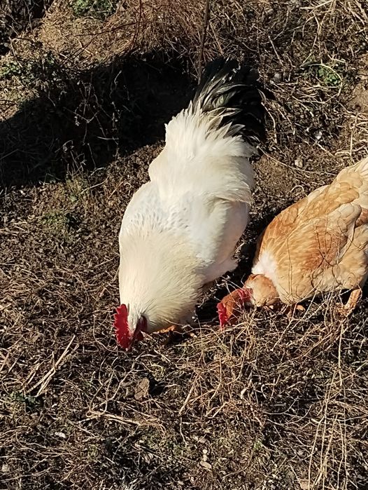 Vând cocoși metiș