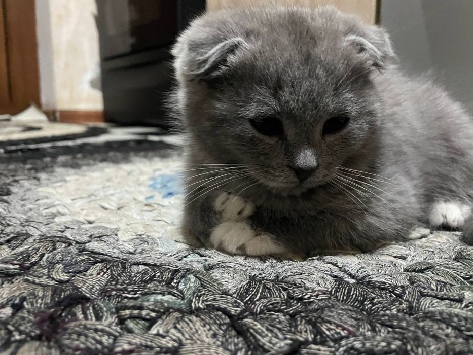 Скотиш фолд емланган