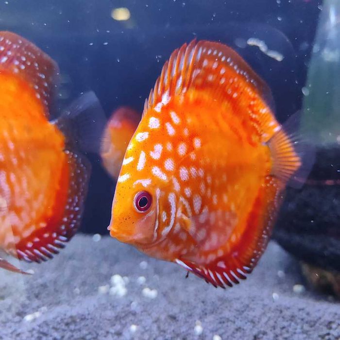 Аквариумная рыбка "Дискус"