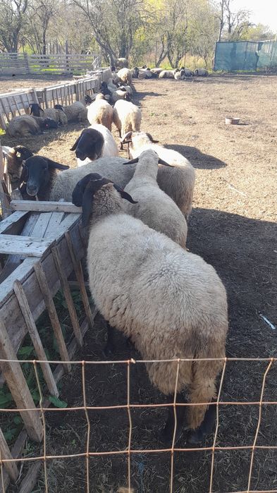 Oi carabase de vanzare