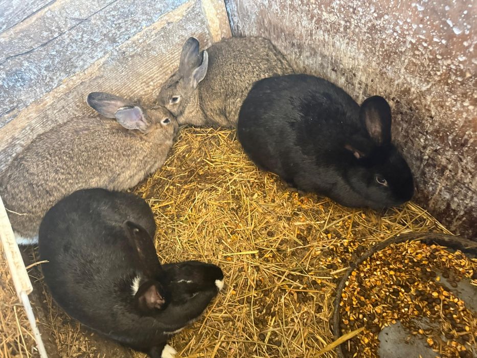 Iepuri de rasa/ Uriaș German