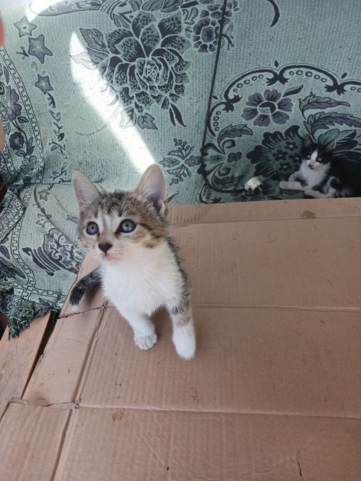 Отдам котят. Бесплатно