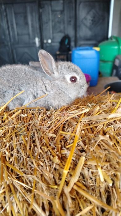 Iepuri pitici urgent trimit în Arad și Timiș!!!