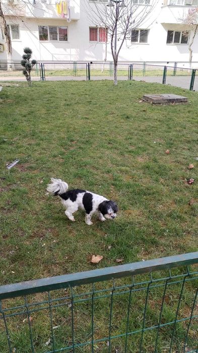 Donez cățelușa bichon