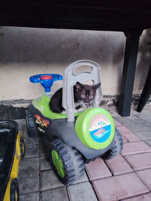 Котенок девочка ищет дом