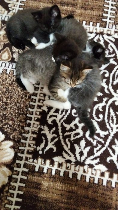 Отдам котят в хорошие руки