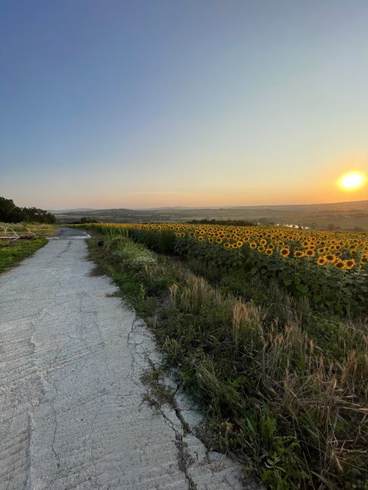 Teren intravilan ,Barnova ,Iași, 834 mp, priveliste panoramica deosebita,langa padure!