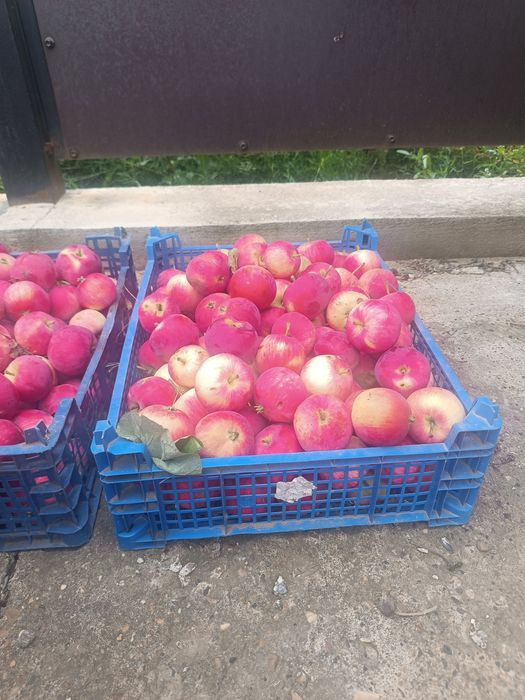 Продам яблоки сладкие.