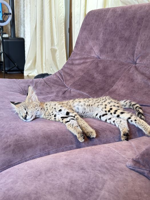 Сервал . Котенок сервала