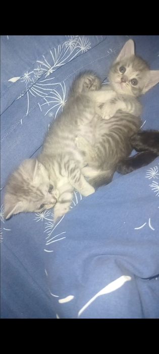 Продам  пародистых котят  шотландских