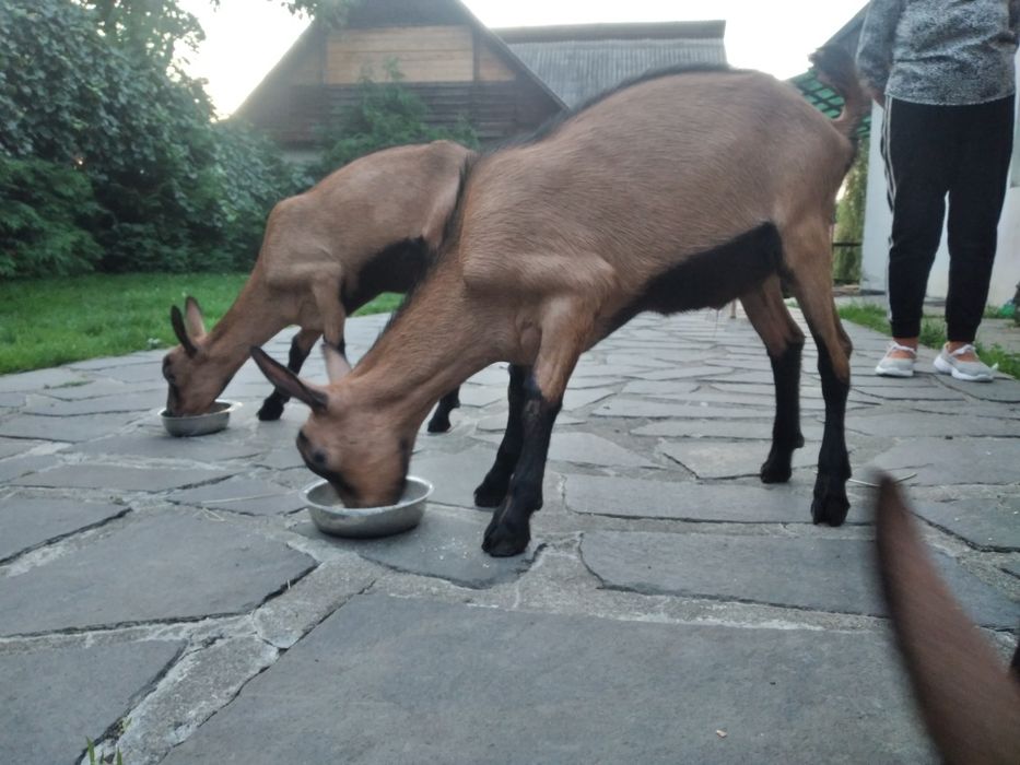 Capre Alpina Franceza și iezi