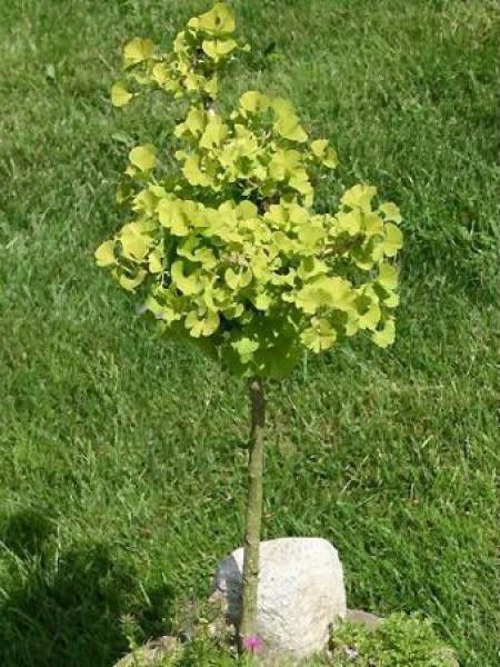 Ginko-biloba Mariken