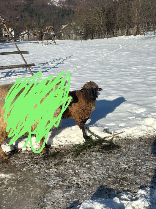 Se vând doua oi tinere