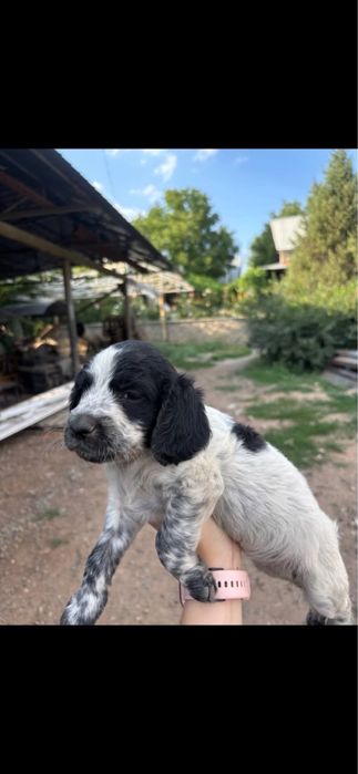 щенки русского спаниеля