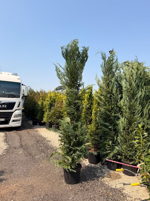Leylandii chiparos laur englezesc Photinia Red Robin