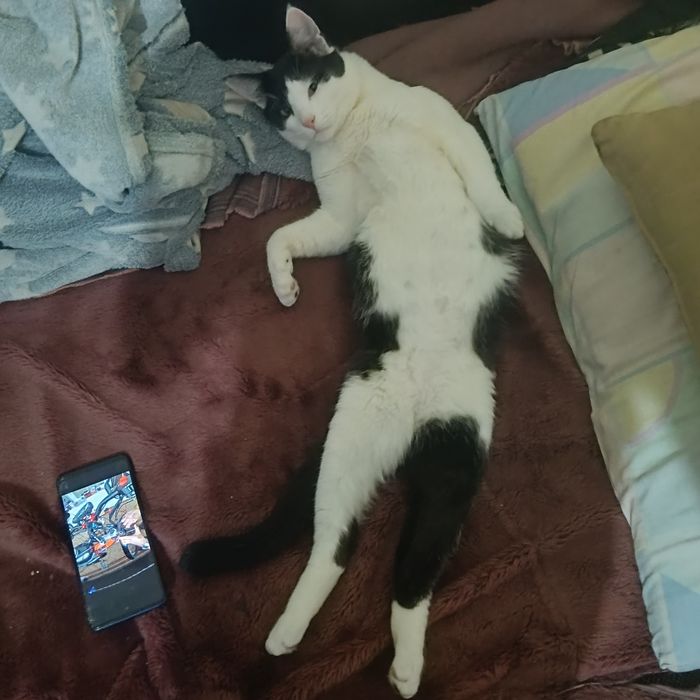 Подарявам коте на 1Г домашна е свикнала е с хора