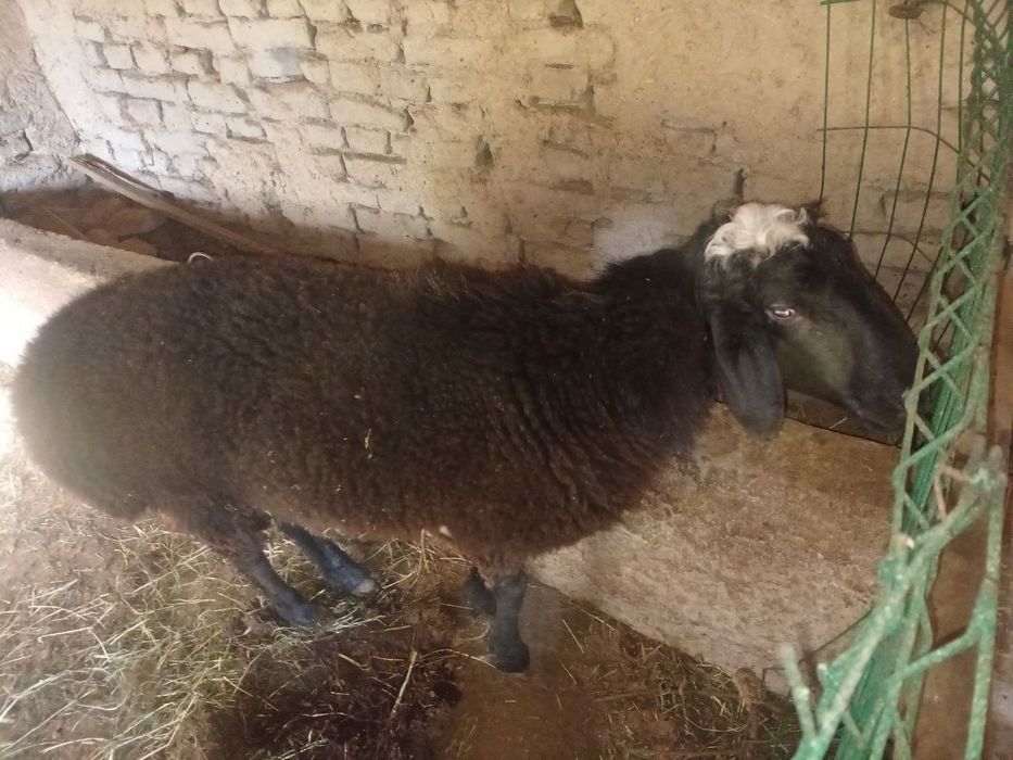 Кучкор бокилган ва бокишга