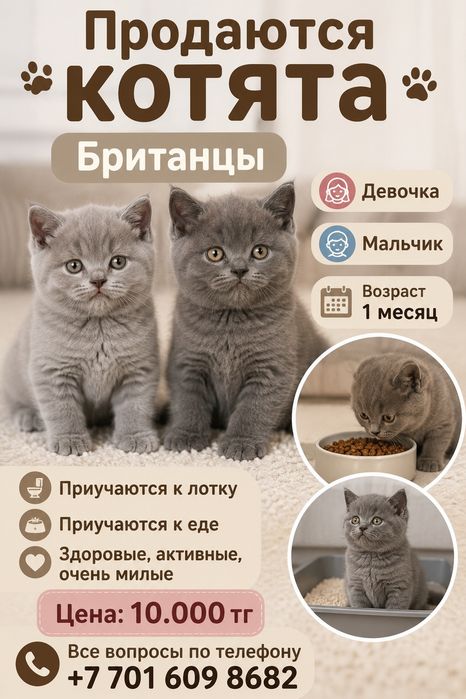 Продам котят британцы