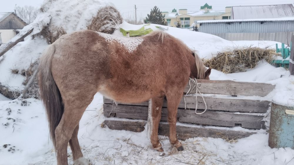 Продам байтал или обмен