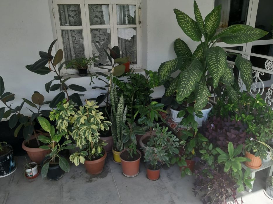 Фикус: (Макломе)