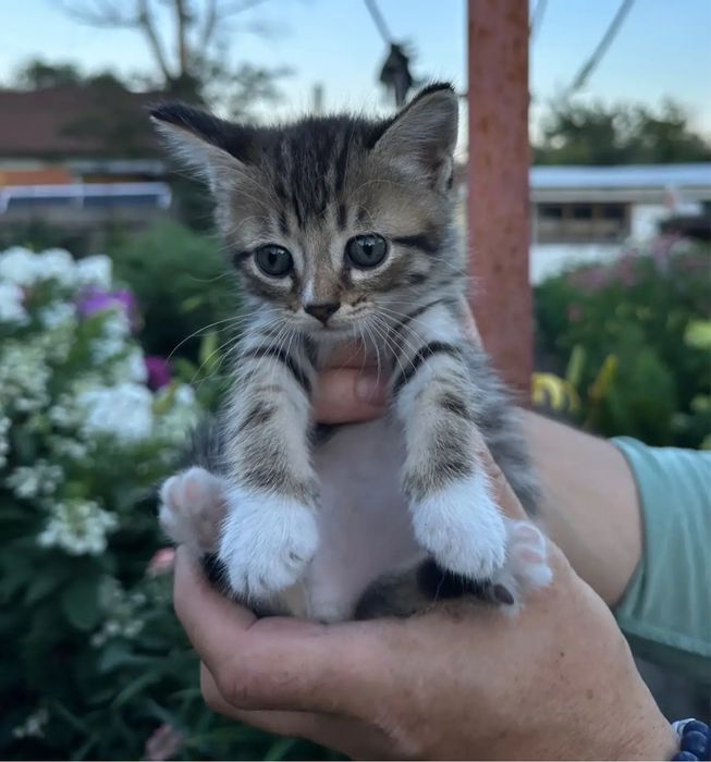Котята в добрые руки