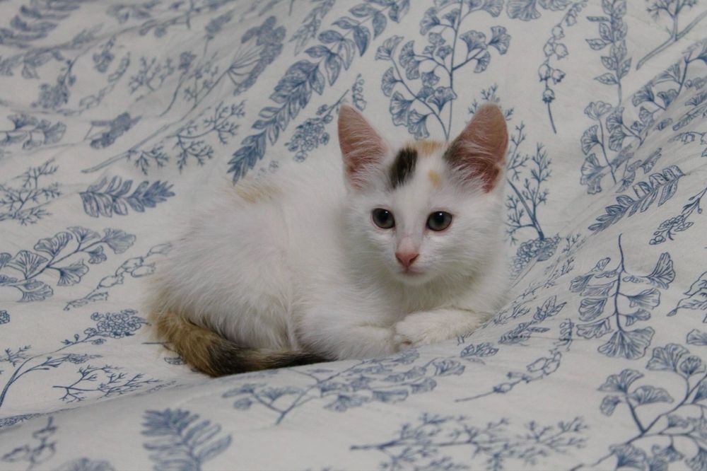 Котенок бесплатно