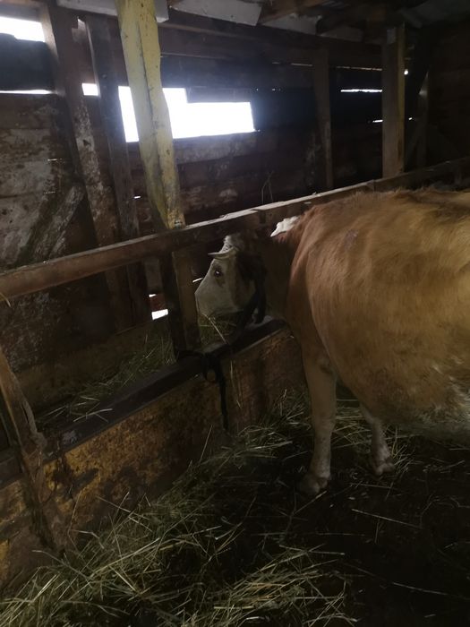 Vand vaca baltata romaneasca montata