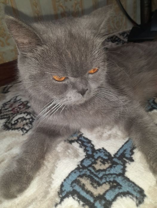 Шотландский Скоттиш Страйт