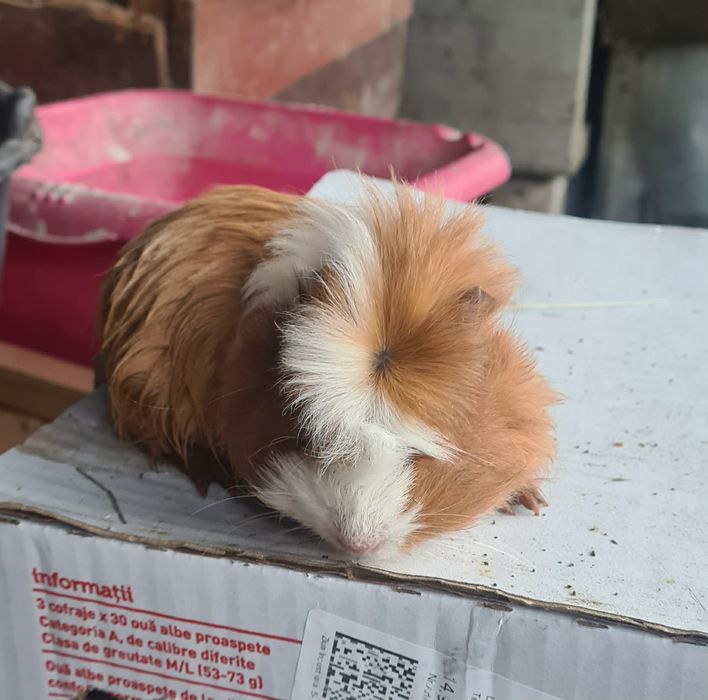 Porcușor de guineea