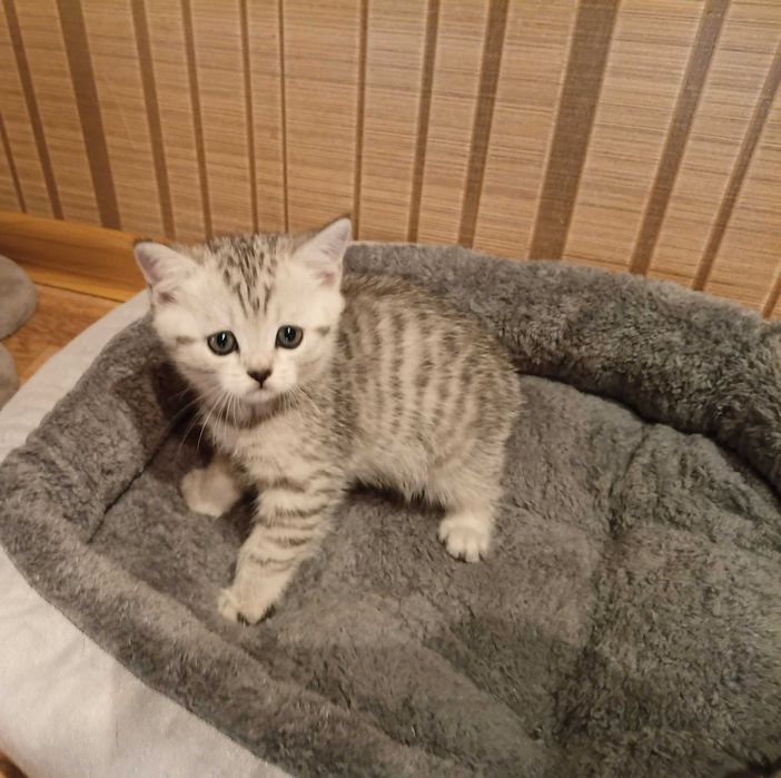 Продам породистых котят