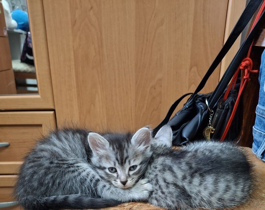 Отдам в добрые, любящие руки.