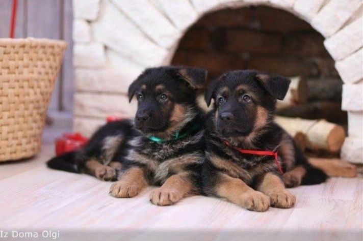 Продаются щенки немецкой овчарки