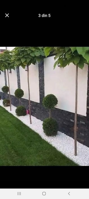 Plante ornamentale  / Amenajări grădini
