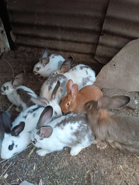 Продаются крольчихи, 4мес,по 5000т