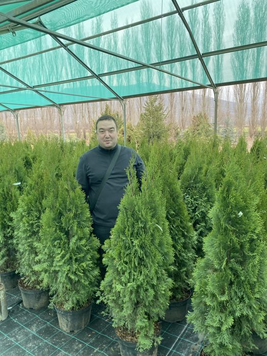 Туя смарагд пираммидальная