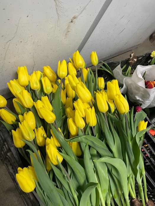 Тюльпан оптом и в розницу