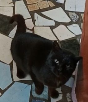 Котенок  мальчик