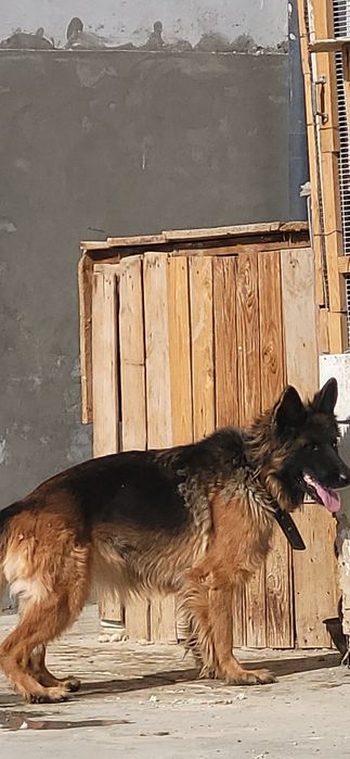 1,5 жыллык овчарки ит сатилады длина шерсть  ургашы