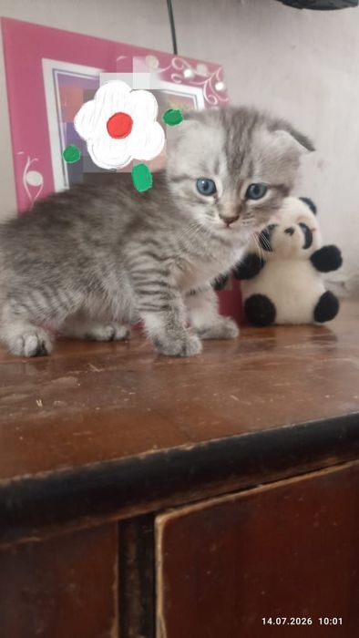 Котята шотланские