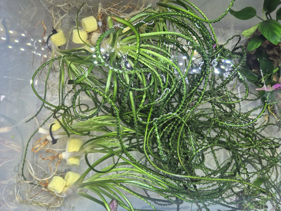 Кринум волнистый аквариумное растение