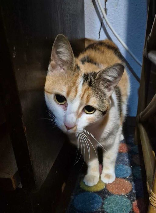 7-месечната Ефи търси дом!