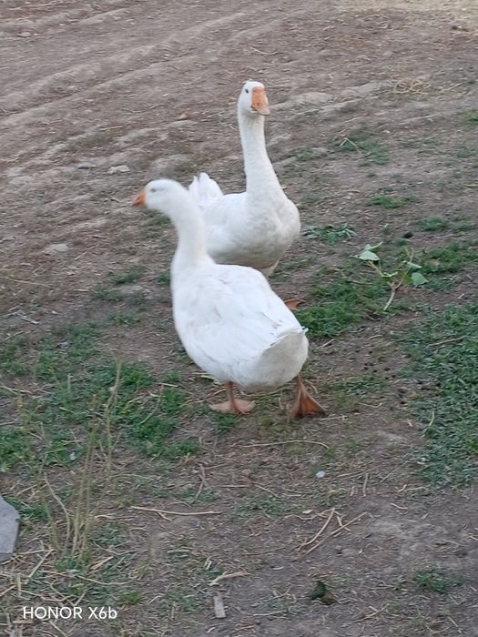 Курдючные бараны, семья и пара гусей.