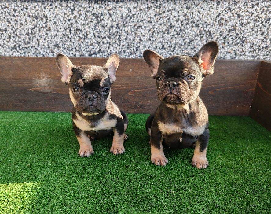 Френски   булдог