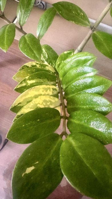 Замиакулькас вариегатный