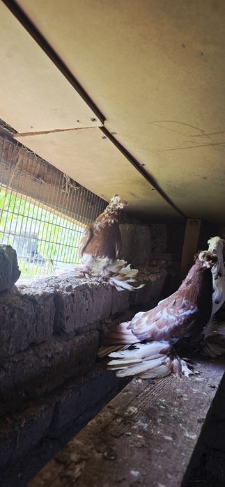 Самец двухчубый 2025г