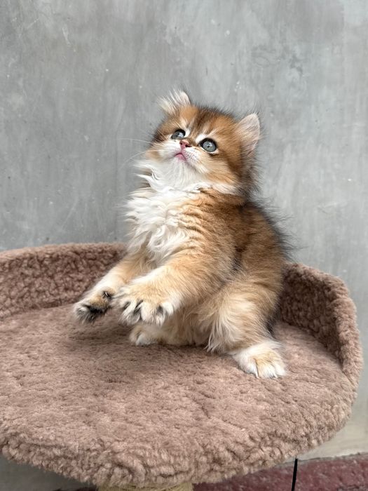Британские котята.